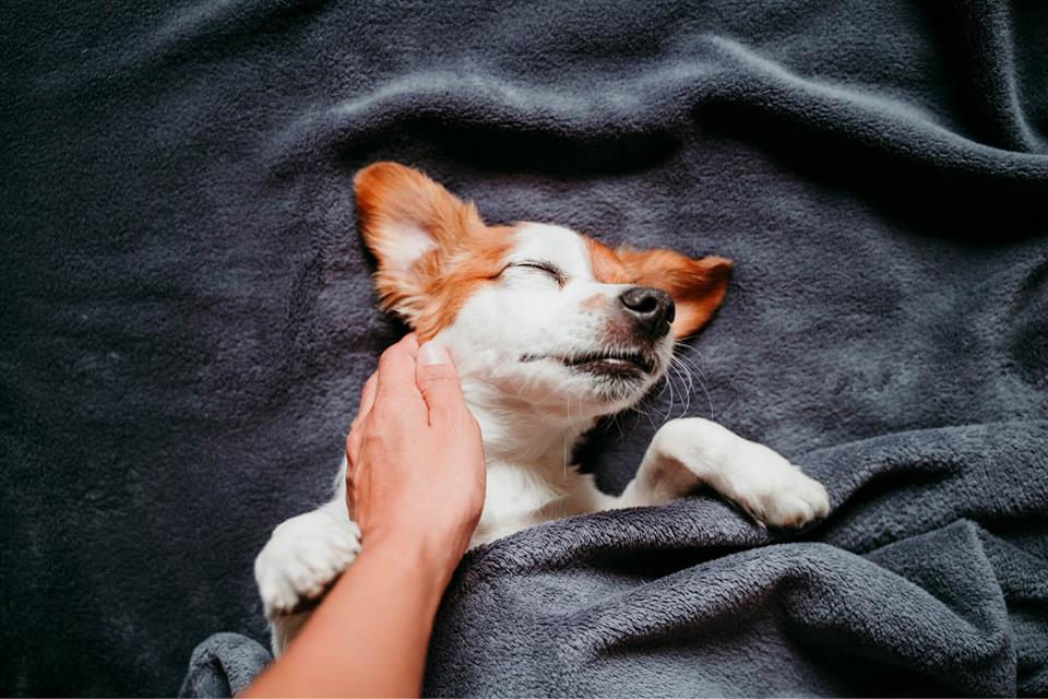 Dogs sleeping on their back